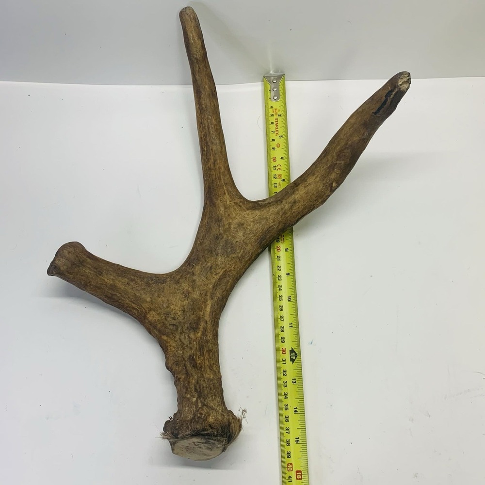 Naturally Shed Wild Moose Antler Horn Knife Carving Dog Chew Taxidermy Craft DIY